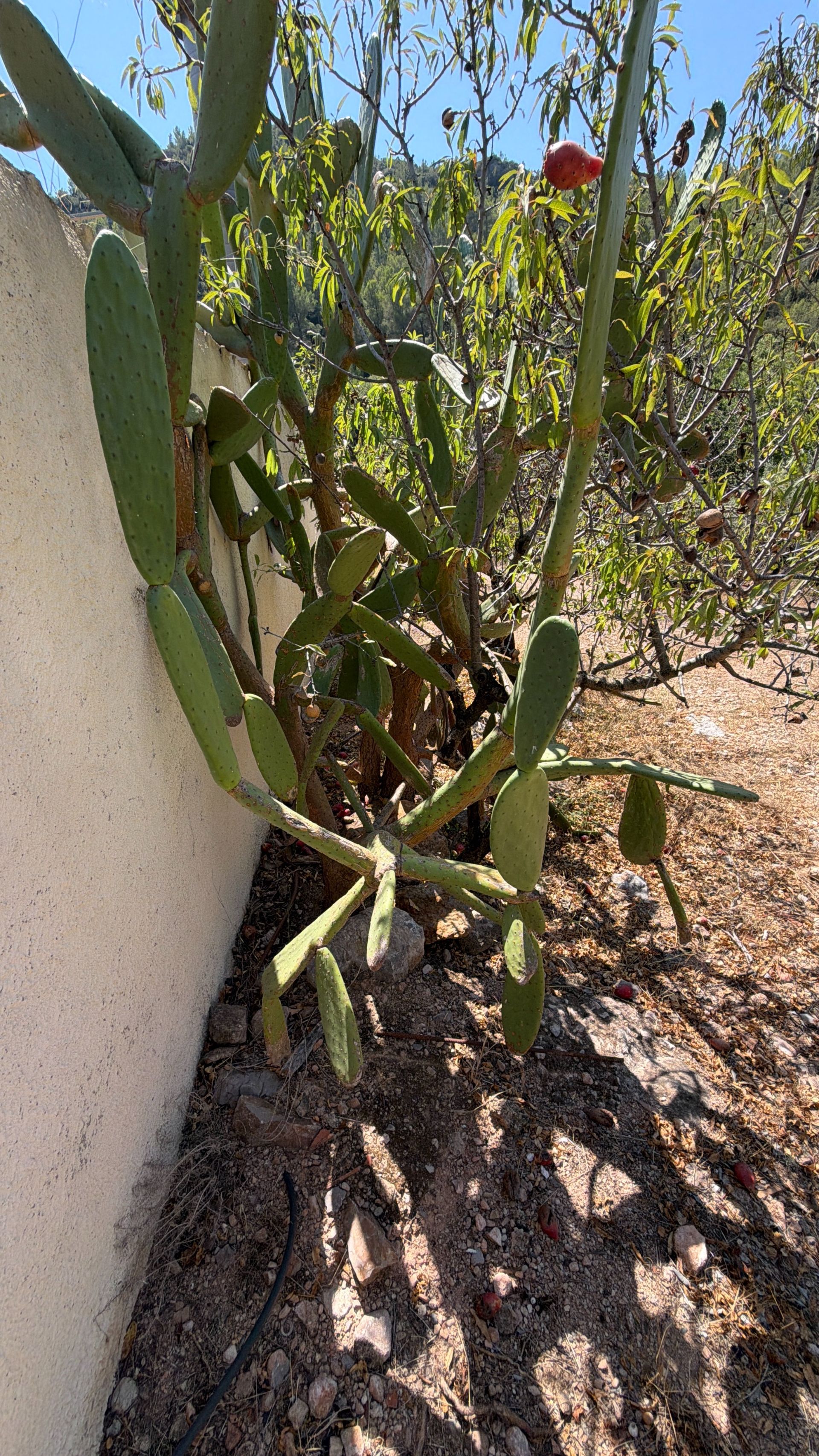 ++ Finca rustical en Vandellos ++ - Image 42